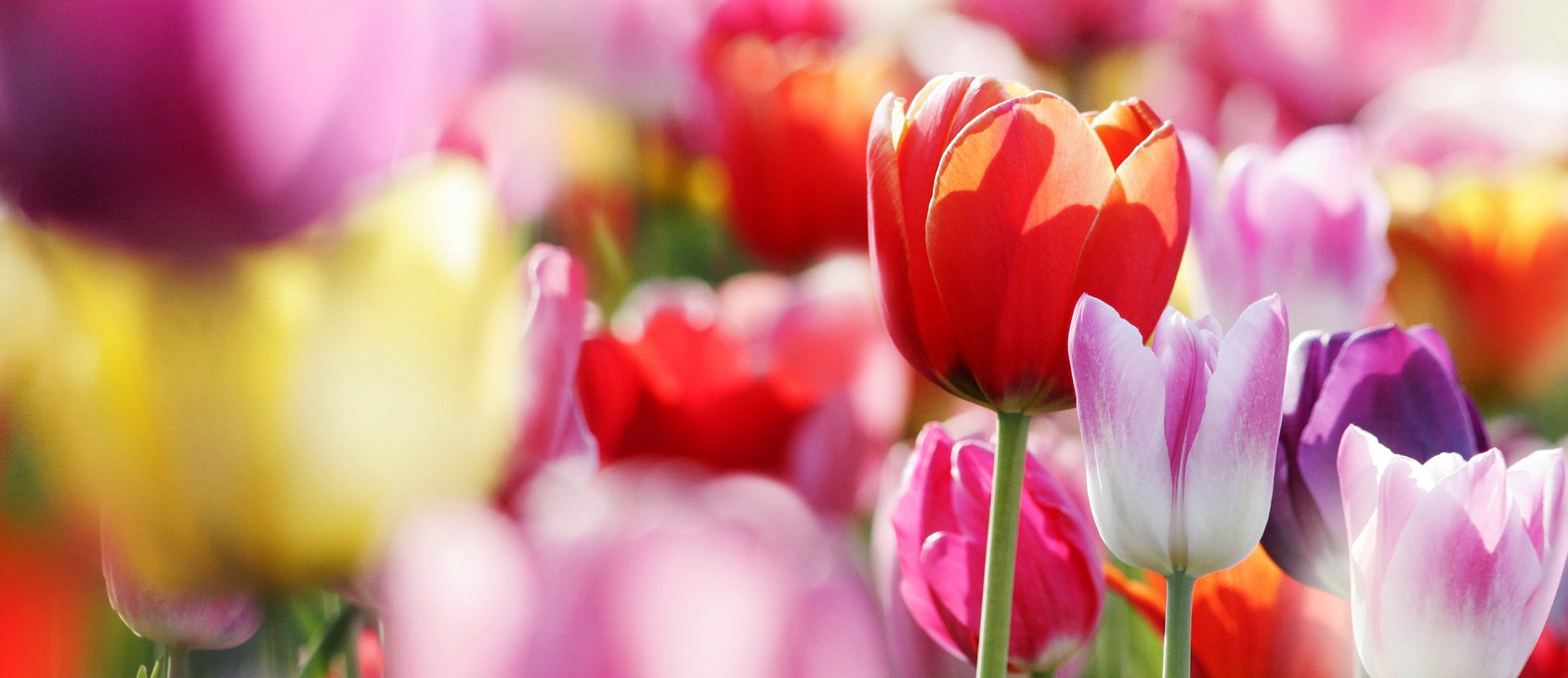 Full Service Floristik von der Auswahl bis zur Anlieferung.