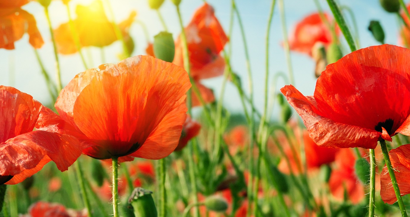 Grabpflege mit der Aufmerksamkeit die Sie verdienen